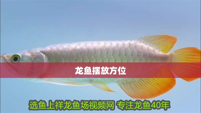 龍魚擺放方位