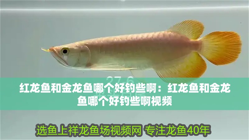 紅龍魚(yú)和金龍魚(yú)哪個(gè)好釣些啊：紅龍魚(yú)和金龍魚(yú)哪個(gè)好釣些啊視頻