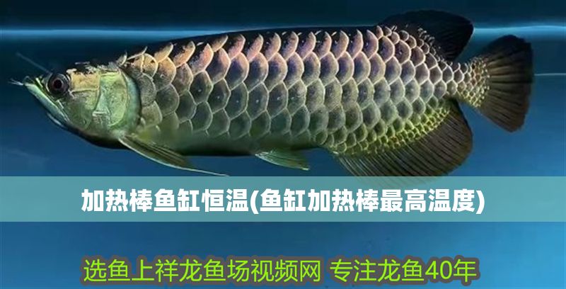 加熱棒魚缸恒溫(魚缸加熱棒最高溫度)