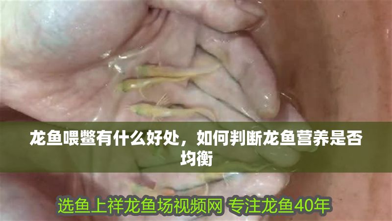 龍魚喂鱉有什么好處，如何判斷龍魚營養(yǎng)是否均衡