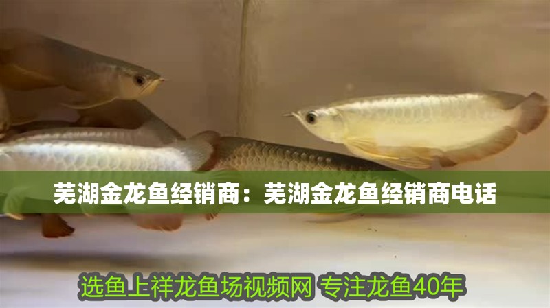 蕪湖金龍魚經(jīng)銷商：蕪湖金龍魚經(jīng)銷商電話