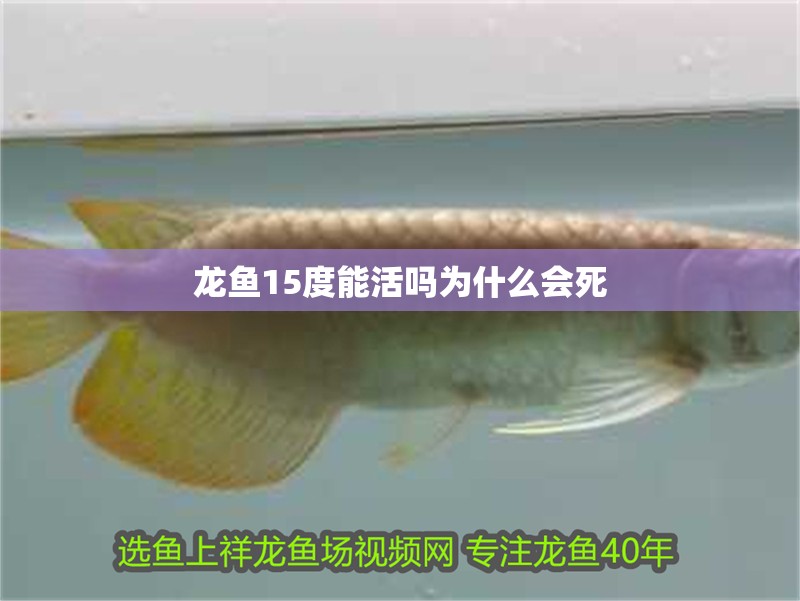 龍魚15度能活嗎為什么會死