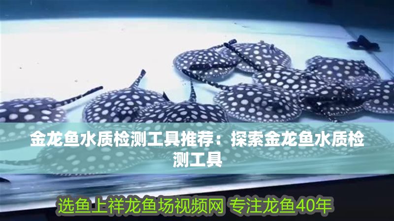 金龍魚水質檢測工具推薦：探索金龍魚水質檢測工具