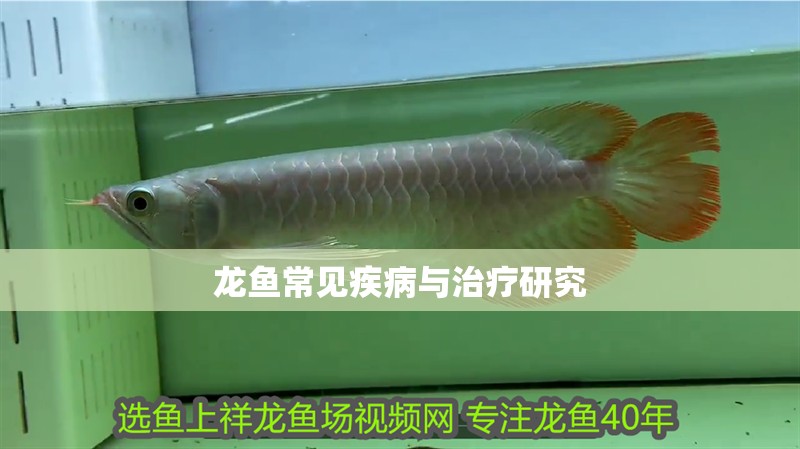 龍魚常見疾病與治療研究