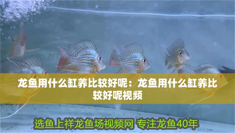 龍魚用什么缸養比較好呢：龍魚用什么缸養比較好呢視頻