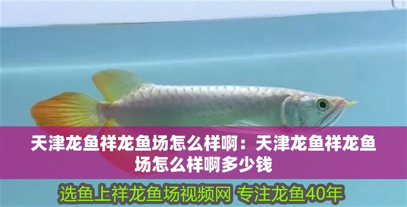 天津龍魚祥龍魚場怎么樣啊：天津龍魚祥龍魚場怎么樣啊多少錢