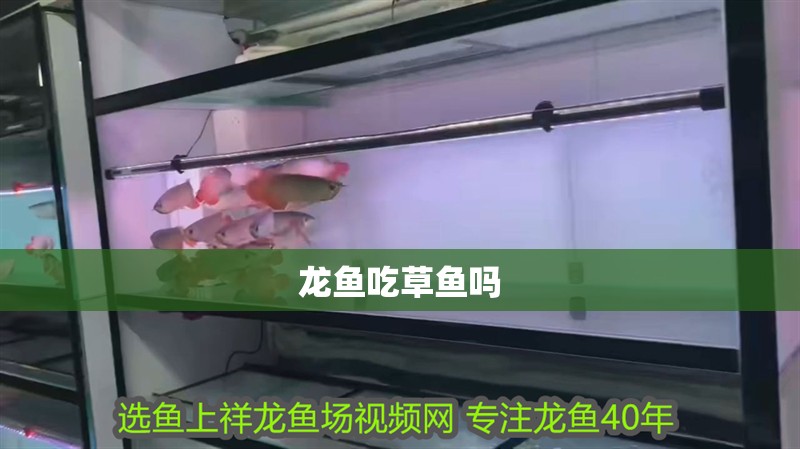 龍魚(yú)吃草魚(yú)嗎
