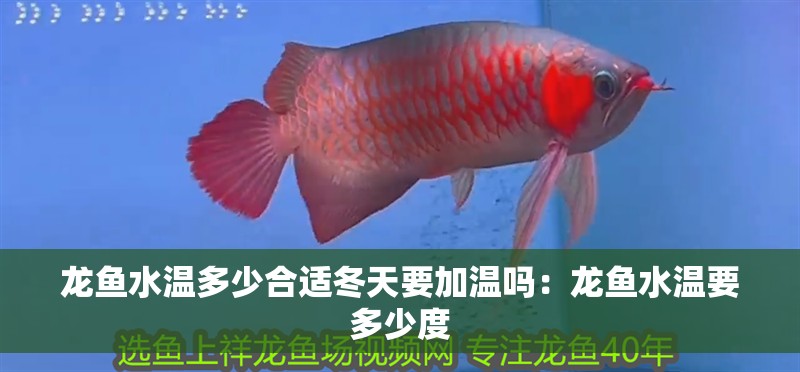 龍魚水溫多少合適冬天要加溫嗎:龍魚水溫要多少度 水族問答 龍魚水溫多少合適冬天要加溫嗎:龍魚水溫要多少度 龍魚水溫多少合適冬天要加溫嗎:龍魚水溫要多少度 水族問答