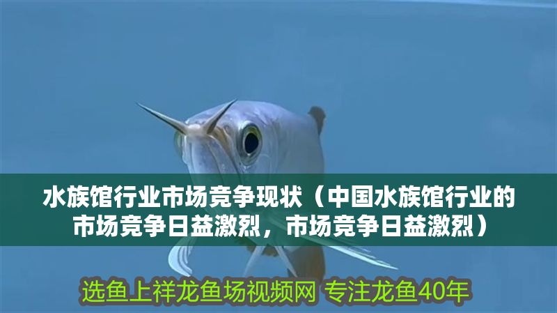 水族館行業市場競爭現狀（中國水族館行業的市場競爭日益激烈，市場競爭日益激烈）