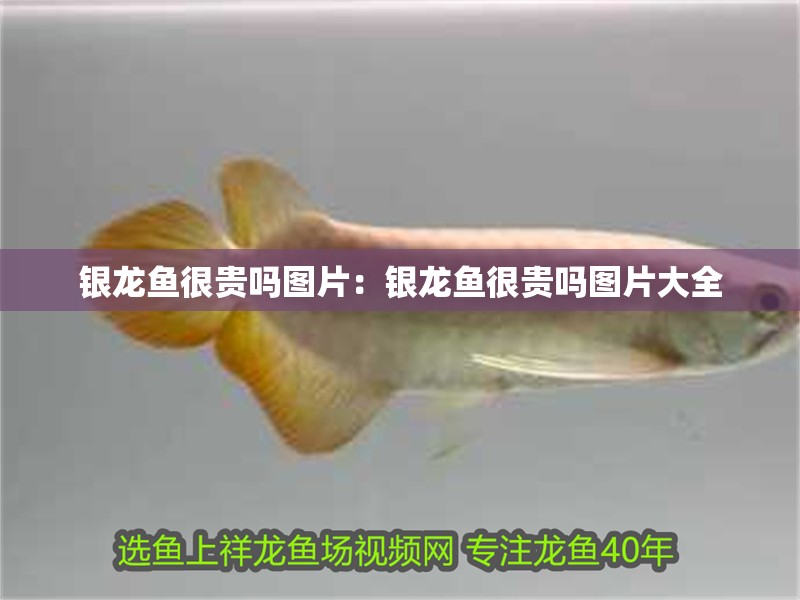 銀龍魚(yú)很貴嗎圖片：銀龍魚(yú)很貴嗎圖片大全