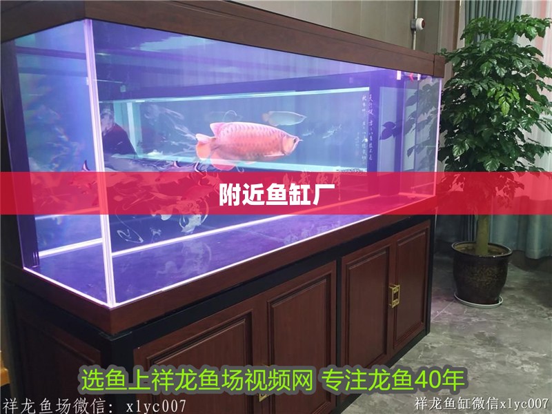 附近魚缸廠 龍魚百科 第3張 附近魚缸廠 附近魚缸廠 龍魚百科 第3張