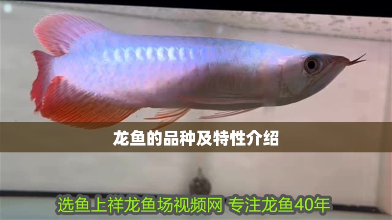 龍魚的品種及特性介紹