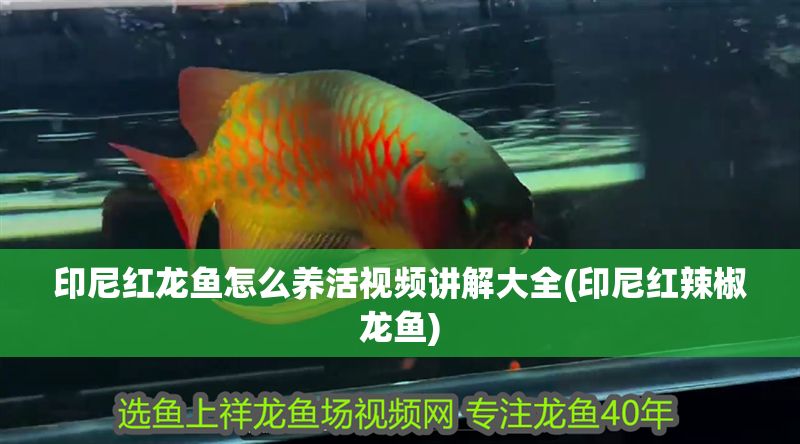 印尼紅龍魚怎么養活視頻講解大全(印尼紅辣椒龍魚)