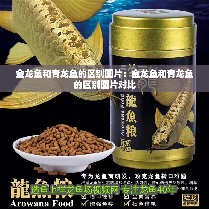 金龍魚和青龍魚的區(qū)別圖片：金龍魚和青龍魚的區(qū)別圖片對(duì)比