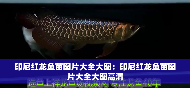 印尼紅龍魚苗圖片大全大圖：印尼紅龍魚苗圖片大全大圖高清