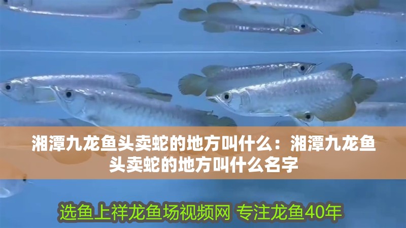湘潭九龍魚頭賣蛇的地方叫什么：湘潭九龍魚頭賣蛇的地方叫什么名字