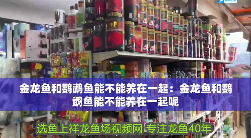 金龍魚和鸚鵡魚能不能養(yǎng)在一起：金龍魚和鸚鵡魚能不能養(yǎng)在一起呢