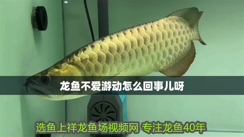 龍魚不愛游動怎么回事兒呀 龍魚百科 第2張 龍魚不愛游動怎么回事兒呀 龍魚不愛游動怎么回事兒呀 龍魚百科 第2張