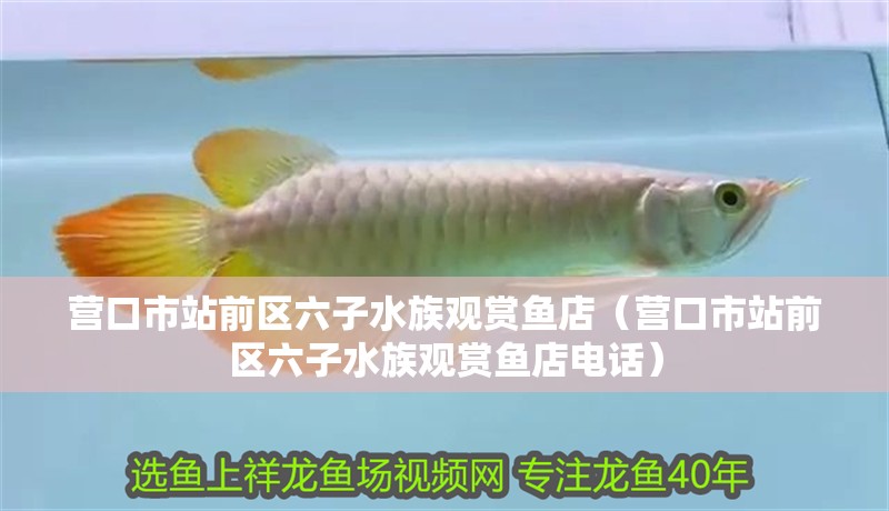 營口市站前區六子水族觀賞魚店（營口市站前區六子水族觀賞魚店電話）