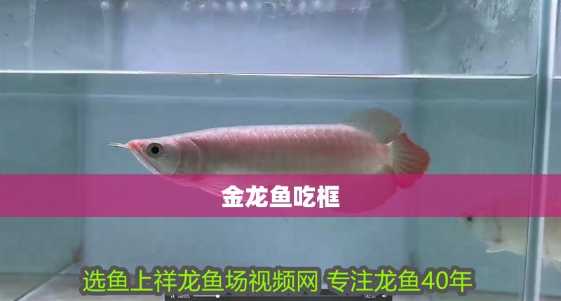 金龍魚吃框