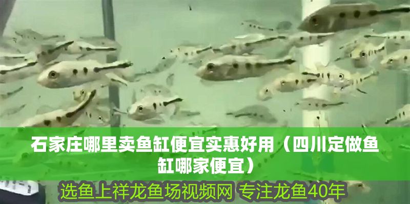 石家莊哪里賣魚缸便宜實惠好用（四川定做魚缸哪家便宜）
