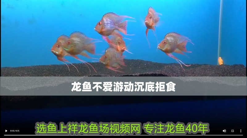 龍魚不愛游動沉底拒食