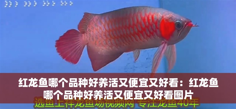 紅龍魚哪個品種好養活又便宜又好看：紅龍魚哪個品種好養活又便宜又好看圖片