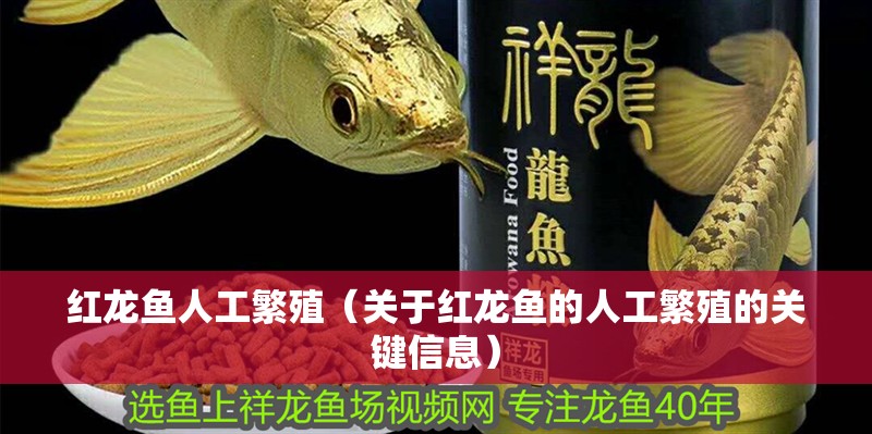 紅龍魚人工繁殖（關(guān)于紅龍魚的人工繁殖的關(guān)鍵信息）