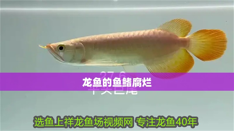 龍魚的魚鰭腐爛