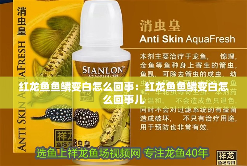 紅龍魚魚鱗變白怎么回事：紅龍魚魚鱗變白怎么回事兒