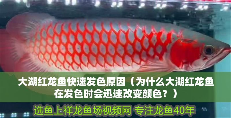 大湖紅龍魚快速發(fā)色原因（為什么大湖紅龍魚在發(fā)色時(shí)會(huì)迅速改變顏色？）