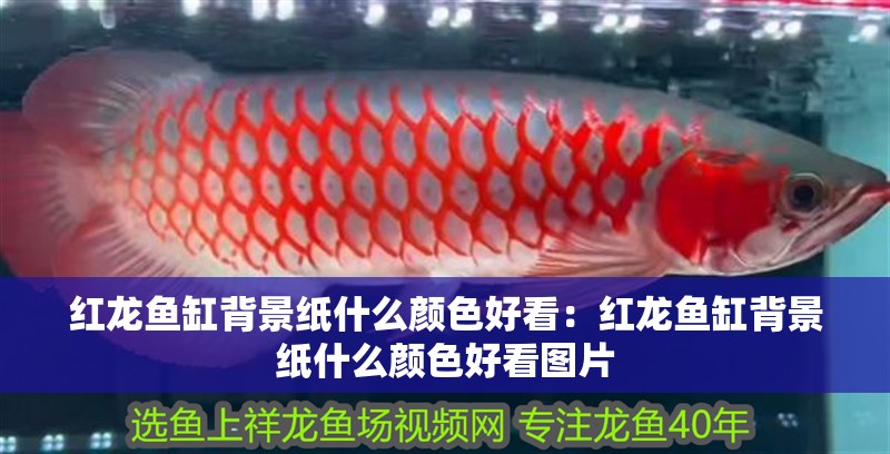 紅龍魚(yú)缸背景紙什么顏色好看：紅龍魚(yú)缸背景紙什么顏色好看圖片