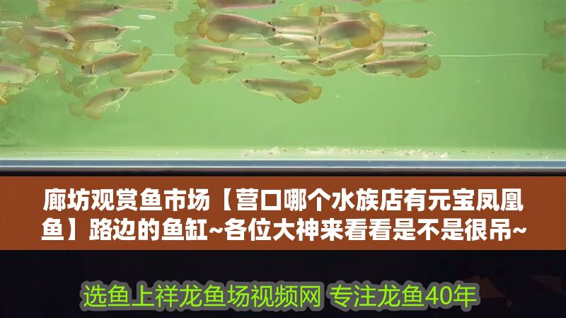 廊坊觀賞魚市場【營口哪個水族店有元寶鳳凰魚】路邊的魚缸~各位大神來看看是不是很吊~