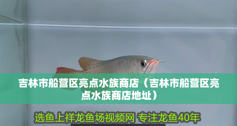 吉林市船營區亮點水族商店（吉林市船營區亮點水族商店地址）