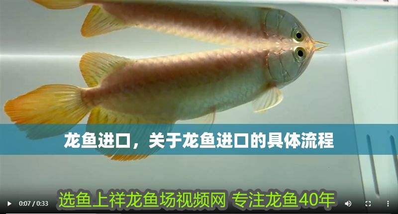 龍魚進(jìn)口，關(guān)于龍魚進(jìn)口的具體流程