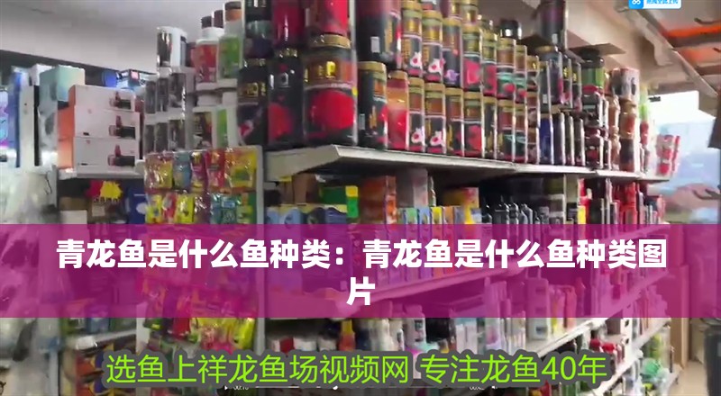 青龍魚(yú)是什么魚(yú)種類(lèi)：青龍魚(yú)是什么魚(yú)種類(lèi)圖片