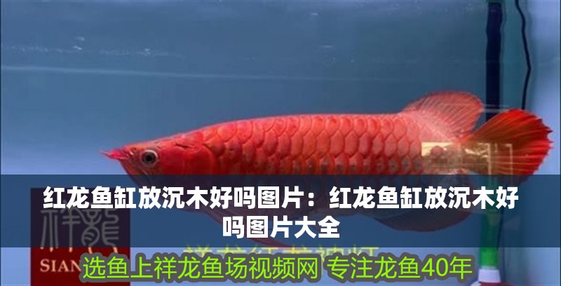 紅龍魚缸放沉木好嗎圖片：紅龍魚缸放沉木好嗎圖片大全