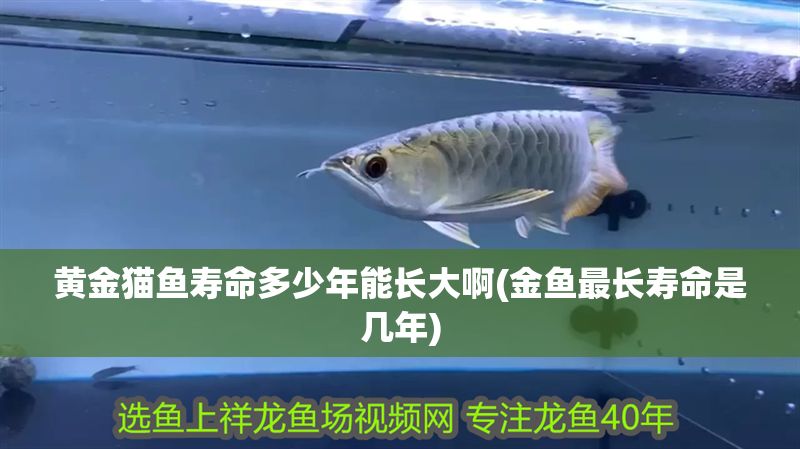 黃金貓魚壽命多少年能長大啊(金魚最長壽命是幾年)