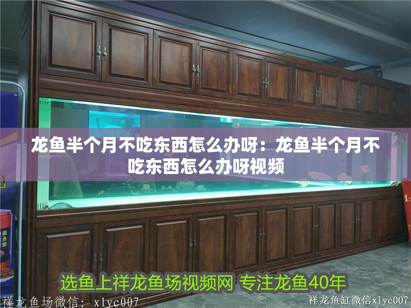 龍魚半個月不吃東西怎么辦呀：龍魚半個月不吃東西怎么辦呀視頻