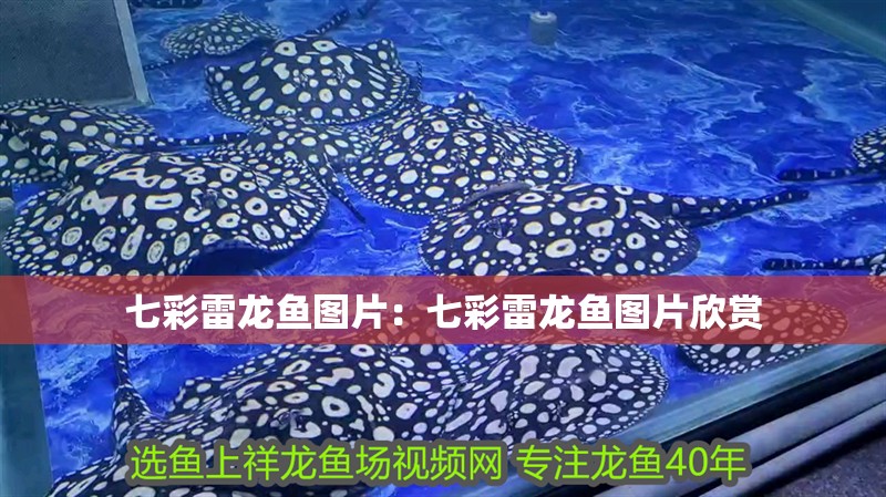 七彩雷龍魚圖片：七彩雷龍魚圖片欣賞