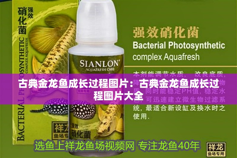 古典金龍魚成長過程圖片：古典金龍魚成長過程圖片大全
