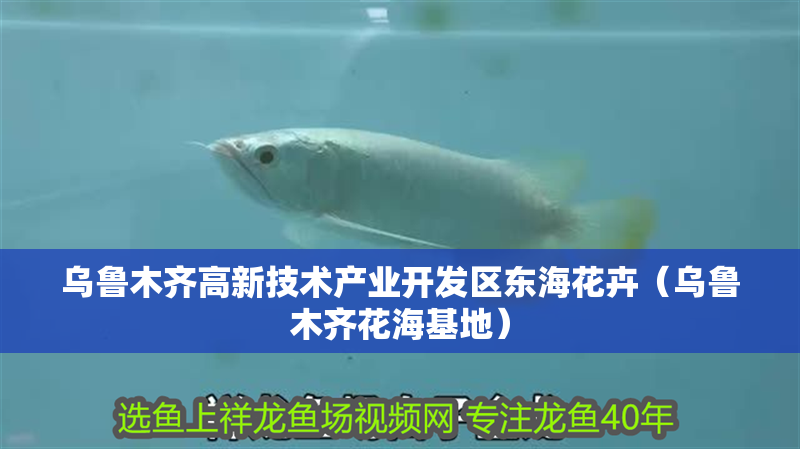 烏魯木齊高新技術(shù)產(chǎn)業(yè)開發(fā)區(qū)東海花卉（烏魯木齊花海基地）