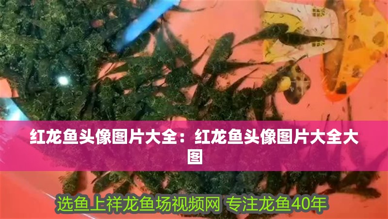 紅龍魚頭像圖片大全：紅龍魚頭像圖片大全大圖