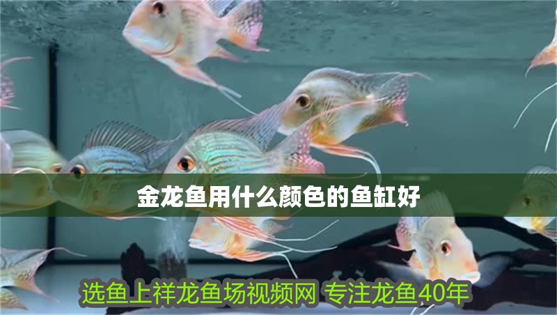 金龍魚用什么顏色的魚缸好