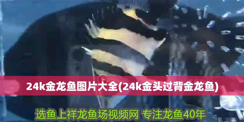 24k金龍魚圖片大全(24k金頭過背金龍魚)