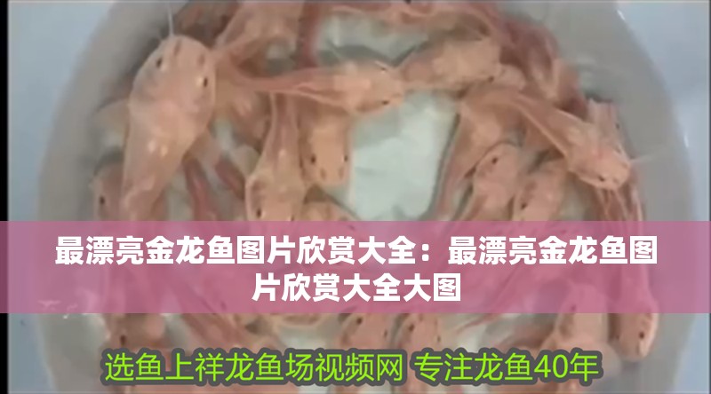 最漂亮金龍魚圖片欣賞大全：最漂亮金龍魚圖片欣賞大全大圖