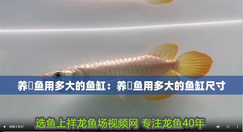 養(yǎng)魟魚用多大的魚缸：養(yǎng)魟魚用多大的魚缸尺寸