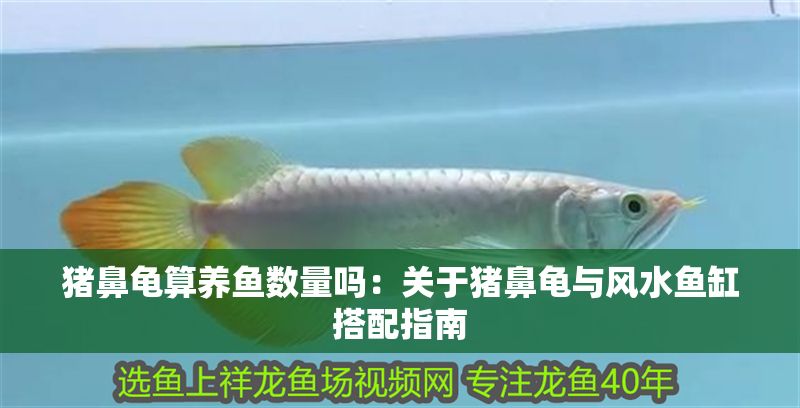 豬鼻龜算養魚數量嗎：關于豬鼻龜與風水魚缸搭配指南