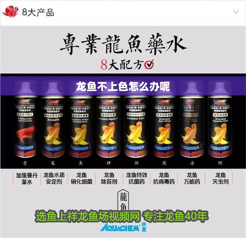 龍魚不上色怎么辦呢
