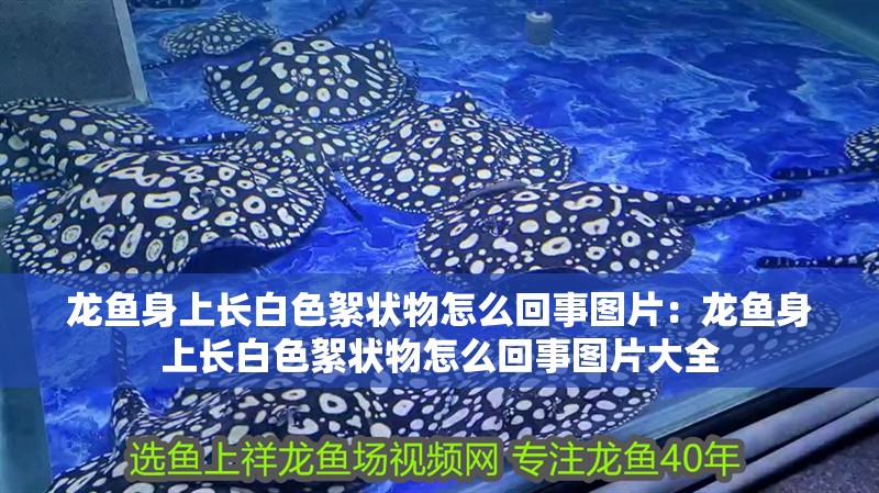 龍魚身上長白色絮狀物怎么回事圖片：龍魚身上長白色絮狀物怎么回事圖片大全